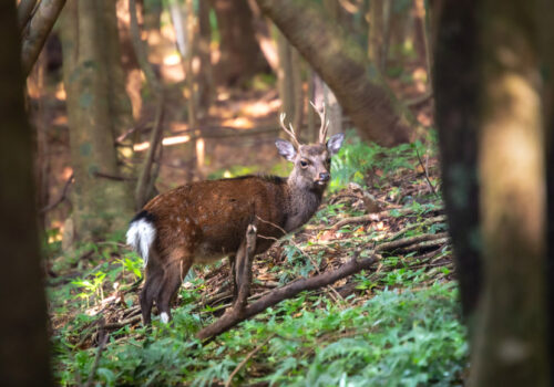 Yakushima Island, Hert